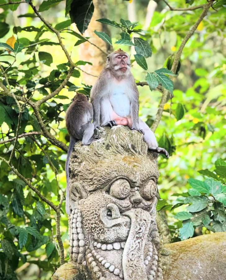 Ubud: Full-Day Rice Terrace, Monkey Forest & Waterfall - What to Bring and What to Watch
