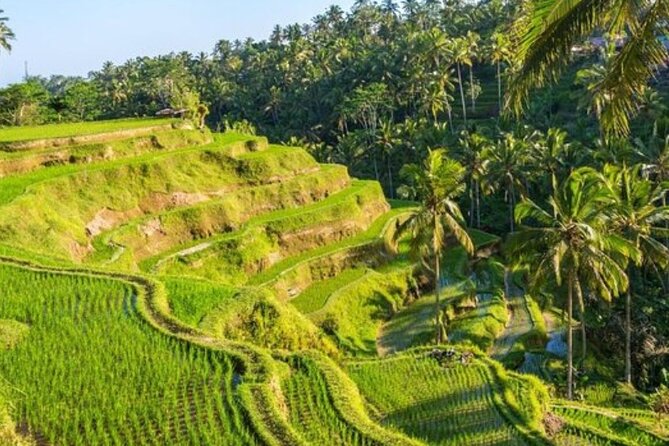 Ubud Full Day Tour Waterfall Monkey Forest Rice Terrace - Is $27 good value for this Bali day trip?
