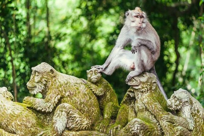 Ubud Full Day Tour Waterfall Monkey Forest Rice Terrace - Timing, traffic, and the six-hour versus ten-hour question