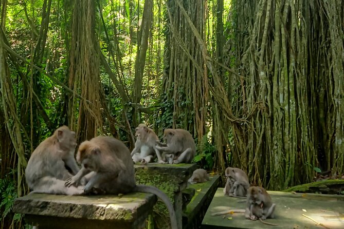 Ubud Guided Tour Monkey Forest, Waterfall, Temple & Rice Terrace. - Meeting the macaques at Sacred Monkey Forest Sanctuary