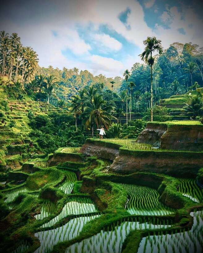 Ubud: Hidden Waterfall, Monkey Forest, Rice Terrace & Swing - Key points at a glance