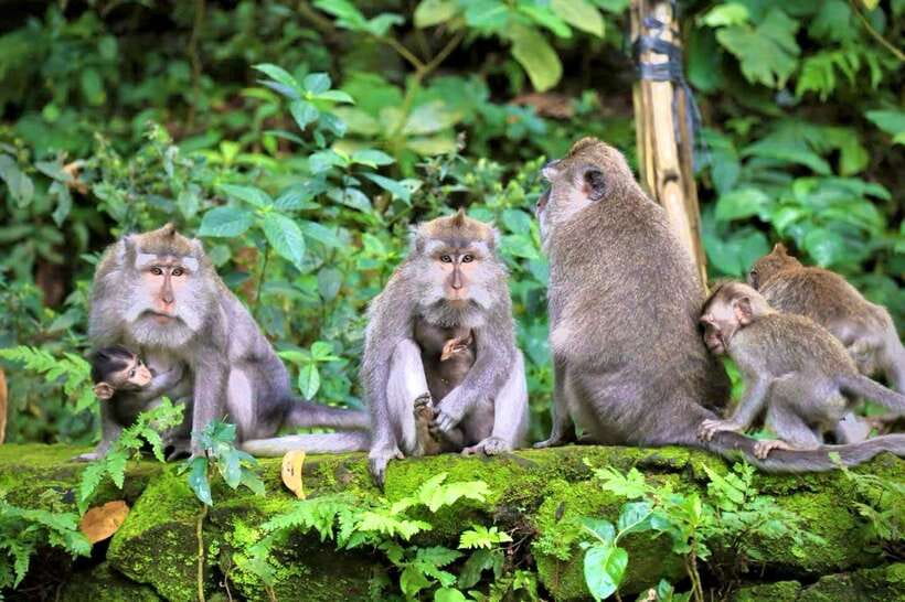 Ubud: Hidden Waterfall, Monkey Forest, Rice Terrace & Swing - Ulu Petanu Waterfall for a cool swim
