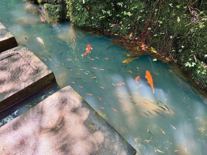Ubud: Hidden Waterfall, Monkey Forest, Rice Terrace & Swing - The jungle swing and coffee plantation stop