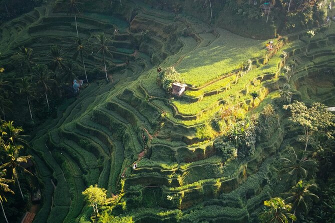 Ubud Iconic Full Day Tour Monkey Forest Rice Terraces Waterfalls - Tegallalang Rice Terrace and Bali’s farming tradition
