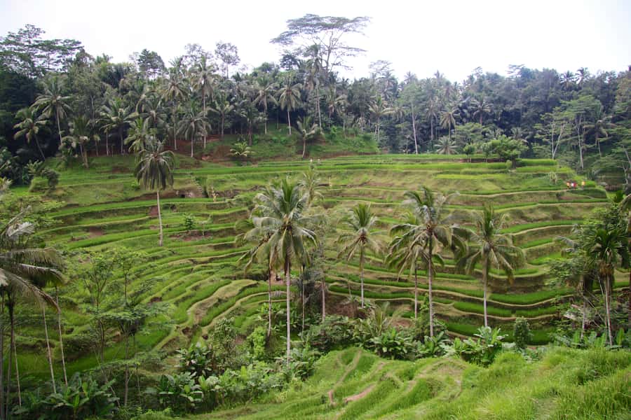 Ubud: Monkey Forest and Rice Terrace Private Tour - The luwak coffee plantation