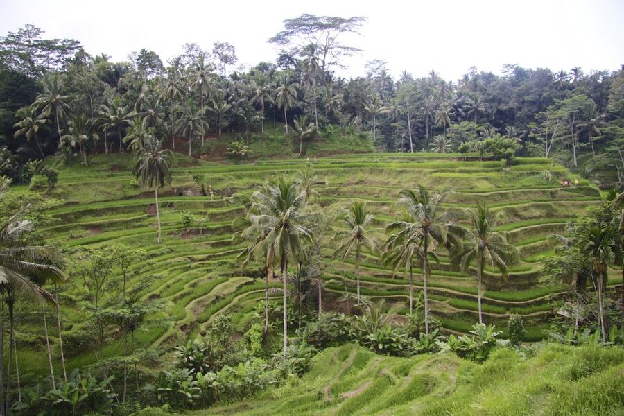 Ubud: Monkey Forest and Rice Terrace Private Tour - Ubud Royal Palace and central Ubud
