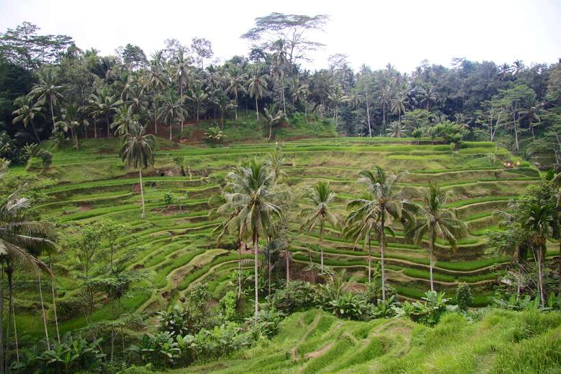 Ubud: Monkey Forest and Rice Terrace Private Tour - Walking through Sacred Monkey Forest