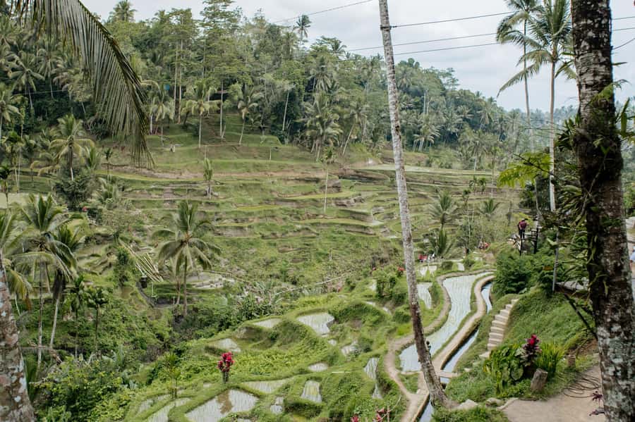 Ubud: Monkey Forest, Ceking Rice Terraces and More– Full Day - Tegenungan Waterfall starts the sightseeing
