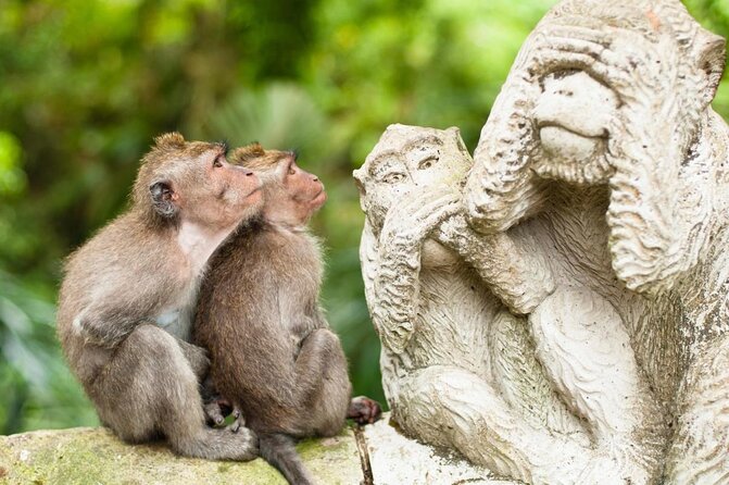 Ubud: Monkey Forest, Jungle Swing, Rice Terrace, and Water Temple - Key points to know before booking