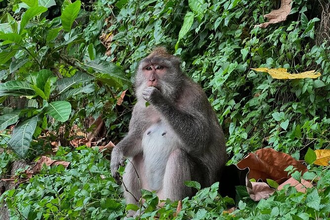 Ubud Monkey Forest - Rice Terrace - Jungle Swing - Water Temple - A full day from Kuta to central Bali