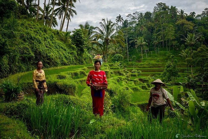 Ubud Monkey Forest - Rice Terrace - Jungle Swing - Water Temple - Tirta Empul and Balinese holy water