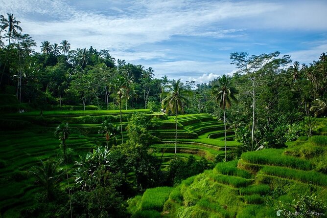 Ubud Monkey Forest - Rice Terrace - Jungle Swing - Water Temple - Is $32.40 a good value?