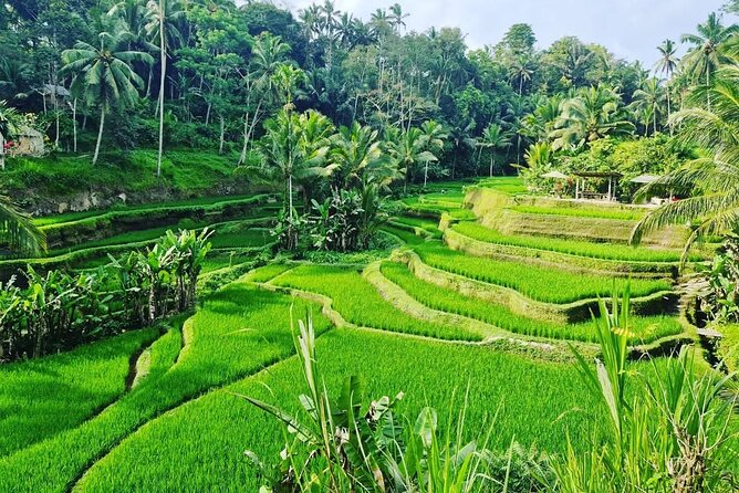 Ubud Monkey Forest - Rice Terrace - Jungle Swing - Water Temple - Who will enjoy this day most?
