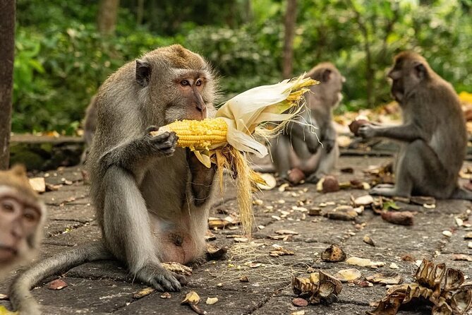 Ubud Monkey Forest - Rice Terrace - Jungle Swing - Water Temple - Monkey Forest: close encounters with Bali’s macaques