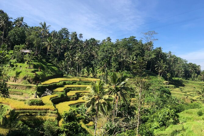 Ubud : Monkey Forest, Rice Terrace, Waterfall, Swing - Tegalalang Rice Terrace and the work behind the view