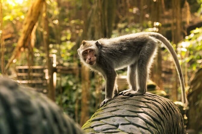 Ubud: Monkey Forest, Rice Terraces and Jungle Swing Tour - A Big Day Built Around Ubud’s Best-Known Sights