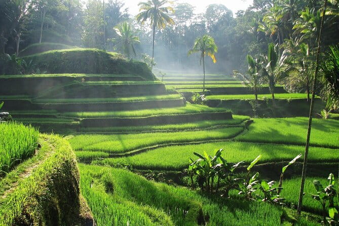 Ubud: Monkey Forest, Rice Terraces and Jungle Swing Tour - Tegenungan Waterfall: A View, a Walk, or a Dip