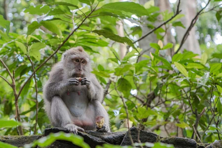 Ubud:Monkey Forest, Rice Terraces, Water Temples, Waterfalls - Key points to know before booking