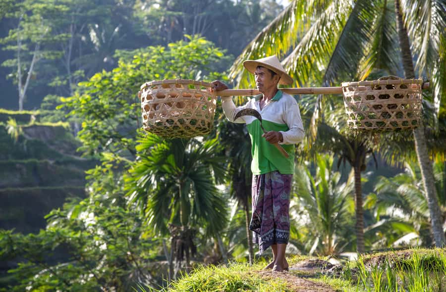 Ubud:Monkey Forest, Rice Terraces, Water Temples, Waterfalls - Tegalalang Rice Terraces: views, plants, and optional thrills