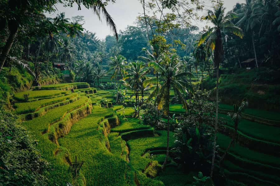 Ubud:Monkey Forest, Rice Terraces, Water Temples, Waterfalls - Gunung Kawi Sebatu: a quieter water temple