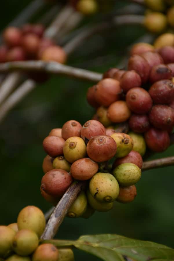 Ubud:Monkey Forest, Rice Terraces, Water Temples, Waterfalls - Lunch: flexible, simple, and not included