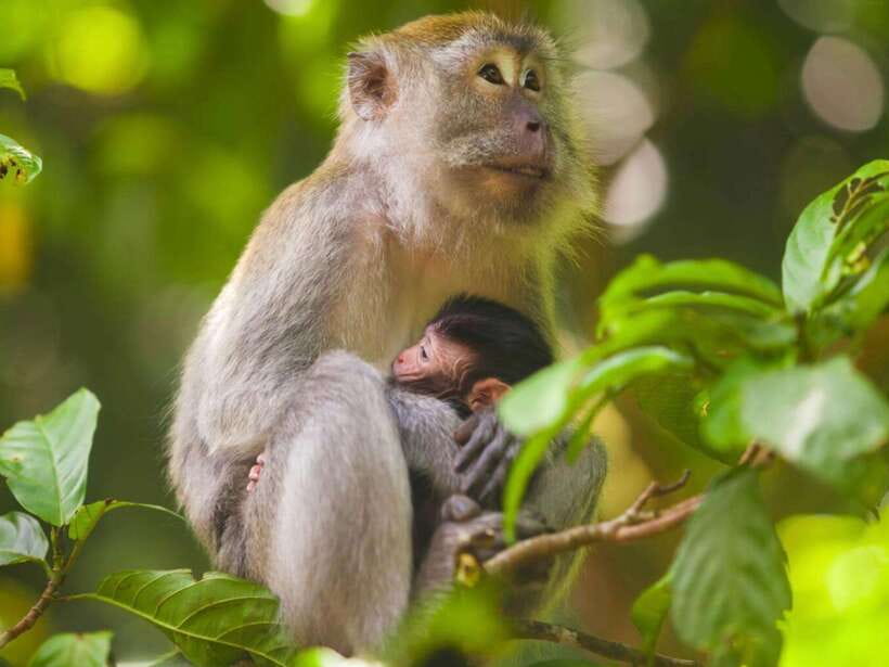 Ubud: Monkey Forest, Temple, Rice Terraces, Hidden Waterfall - Key points to know before booking