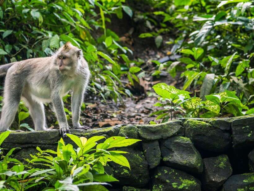 Ubud: Monkey Forest, Temple, Rice Terraces, Hidden Waterfall - Why this Ubud day works