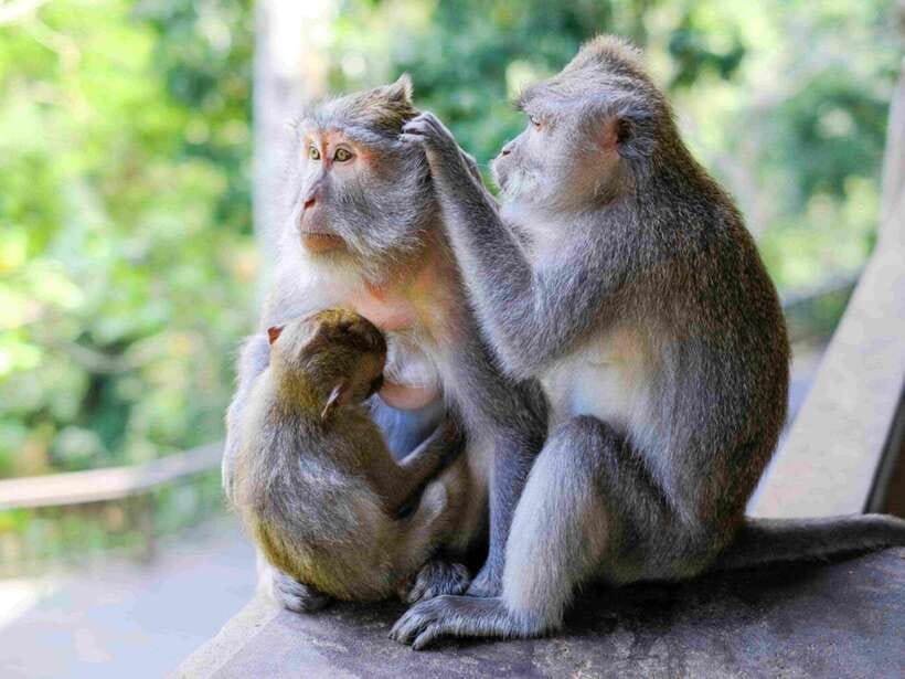 Ubud: Monkey Forest, Temple, Rice Terraces, Hidden Waterfall - Tegallalang Rice Terrace: more than a green photo stop