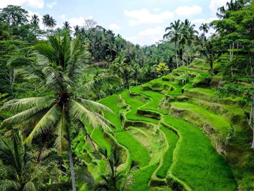 Ubud: Monkey Forest, Temple, Rice Terraces, Hidden Waterfall - Ulu Petanu Waterfall: the day’s refreshing stop