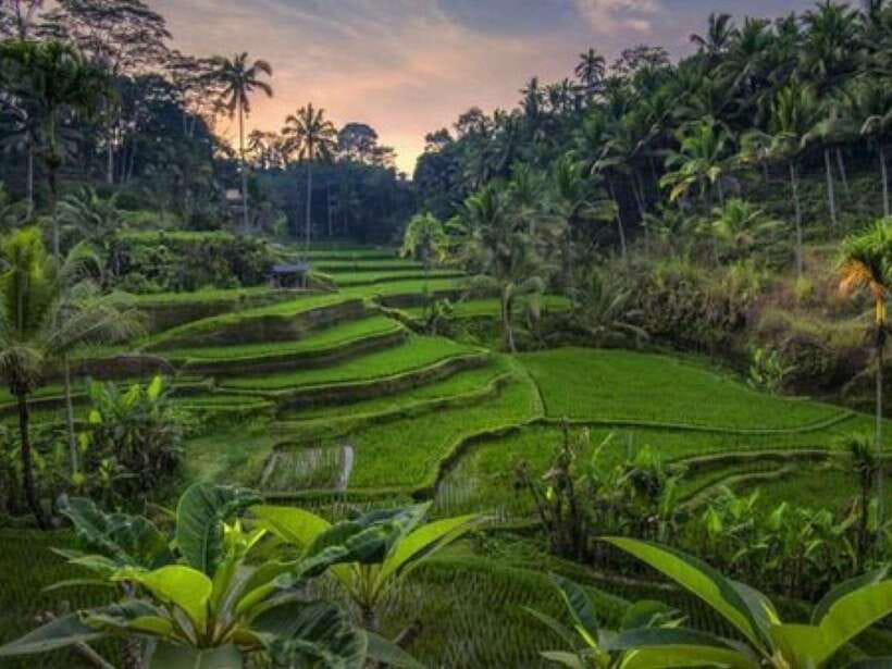 Ubud: Monkey Forest, Temple, Rice Terraces, Hidden Waterfall - The guides are a major part of the experience