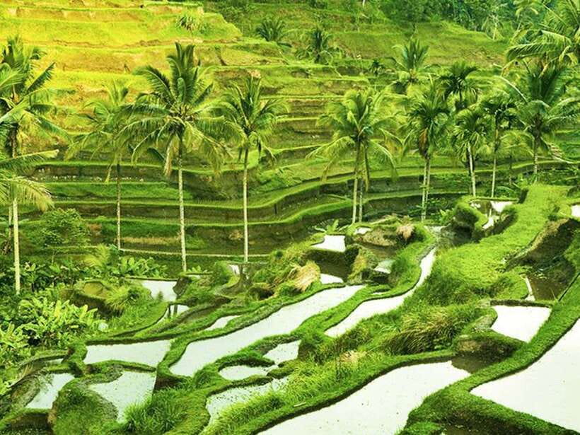Ubud: Monkey Forest, Temple, Rice Terraces, Hidden Waterfall - Who should book this day