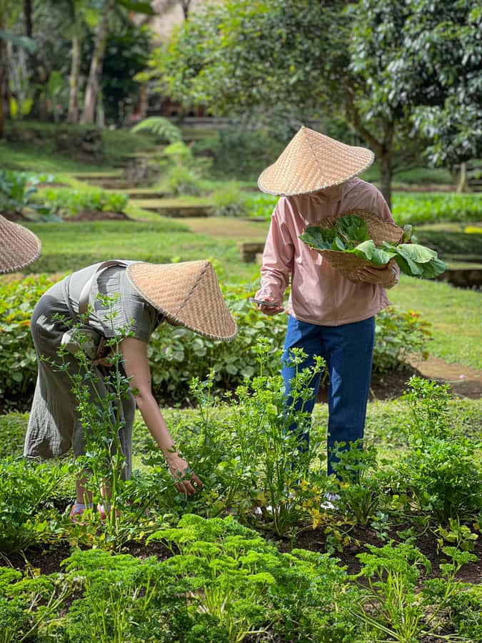 Ubud: Organic Farm Harvest, Bali Cooking Class by Pemulan - Why the $29 price is good value
