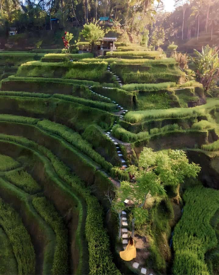 Ubud: Private Scenic Waterfalls and Rice Terraces Tour - Lunch at a local restaurant