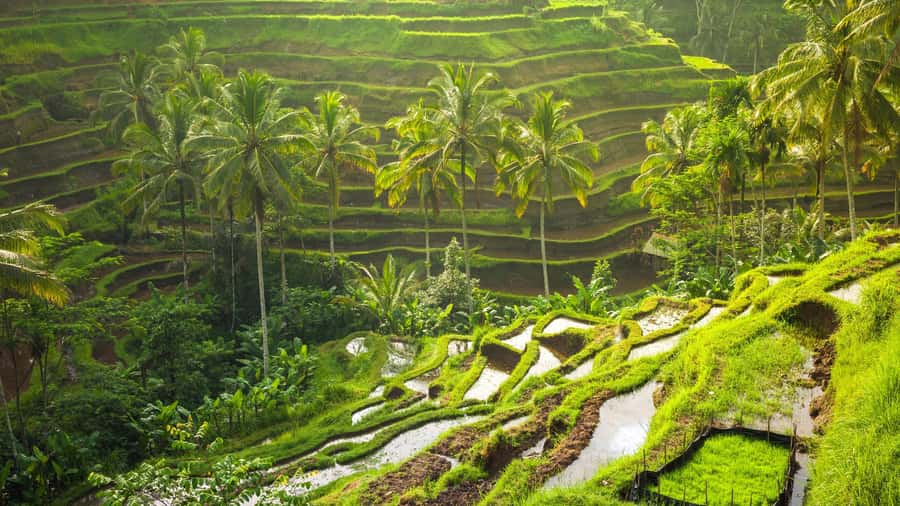 Ubud: Rice Terrace, Holy Water Temple & Waterfalls Trek Tour - Tirta Empul and the meaning of the water ritual