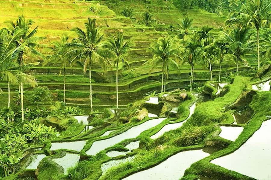 Ubud: Rice Terrace, Waterfall, & Elephant Cave - Practical advice for a smoother day