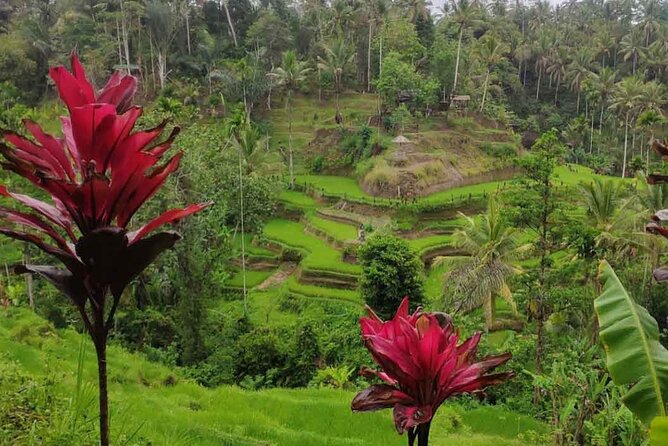 UBUD Spring Temple, Waterfall, Rice Terraces Private Tour - What the Private Car Adds