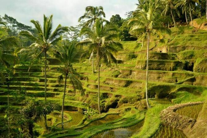 UBUD Spring Temple, Waterfall, Rice Terraces Private Tour - Tegalalang Rice Terraces in 45 Minutes
