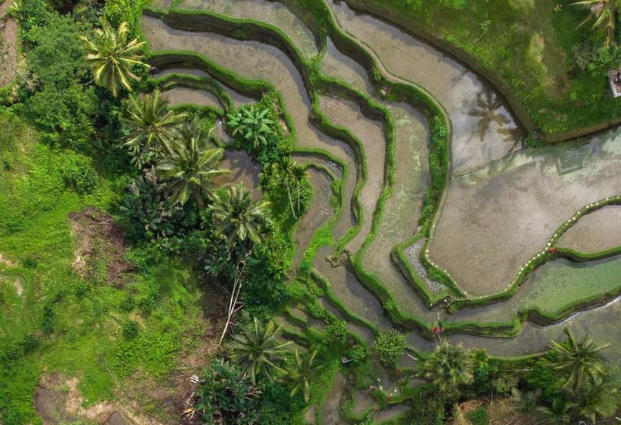 Ubud: Tegalalang Rice Terrace Photos Tour with Swing Ticket - What the Tegallalang experience is really like