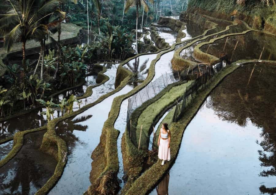 Ubud: Tegalalang Rice Terrace Photos Tour with Swing Ticket - The jungle swing above the trees