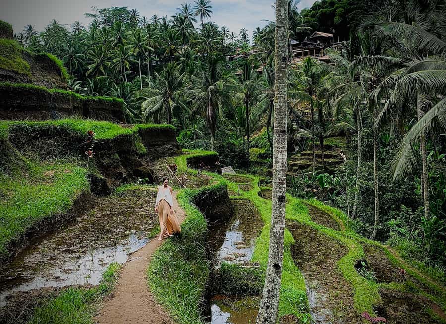 Ubud: Tegalalang Rice Terrace Photos Tour with Swing Ticket - Walking through the stepped rice fields