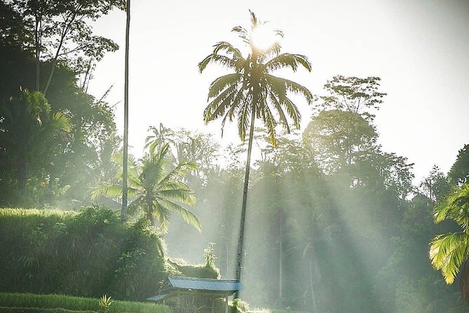 Ubud Temples, Waterfalls, Rice Terraces & Balinese Culture - Tegalalang Rice Terrace and the working countryside