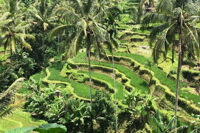 Ubud Temples, Waterfalls, Rice Terraces & Balinese Culture - What the $35 price really covers