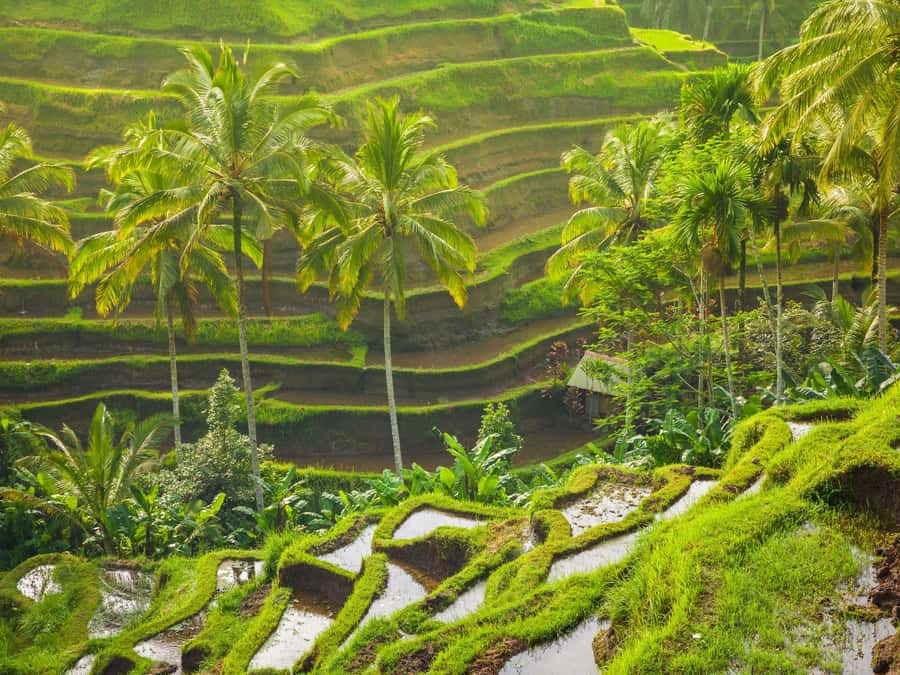 Ubud: Tirta Empul Water Purification Ritual, Private Tour - Key Points Before You Book