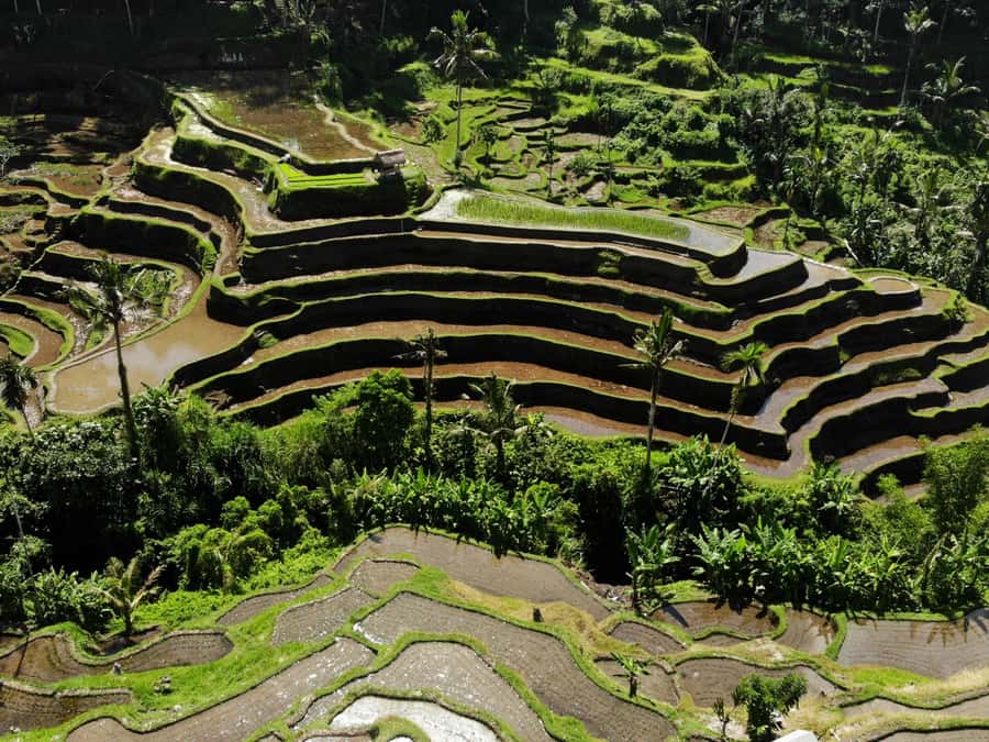 Ubud: Tirta Empul Water Purification Ritual, Private Tour - Uma Ceking Rice Terraces: Scenic, but Activity Choices Cost Extra
