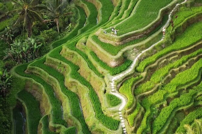 Ubud Tour: Monkey Forest, Rice Terrace, Waterfall, Water Temple - Key points to know before booking