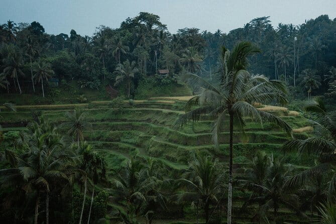 Ubud Tour: Monkey Forest, Rice Terrace, Waterfall, Water Temple - Six Ubud highlights packed into eight hours