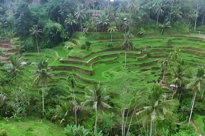 Ubud Tour: Monkey Forest, Rice Terrace, Waterfall, Water Temple - Walking the Tegalalang Rice Terrace