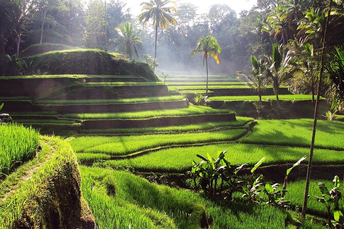 Ubud: Waterfall, Rice Terraces, and Monkey Forest Private Tour - Luwak coffee and the plantation visit
