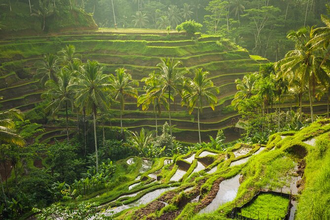 Ubud waterfall, rice terraces, and swing explore - Why the private car matters