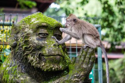 Waterfall, Rice Terraces & Monkey Forest Private Tour